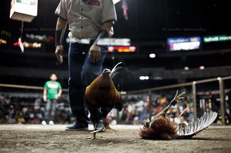 cockfighting philippines online|World Slasher Cup.